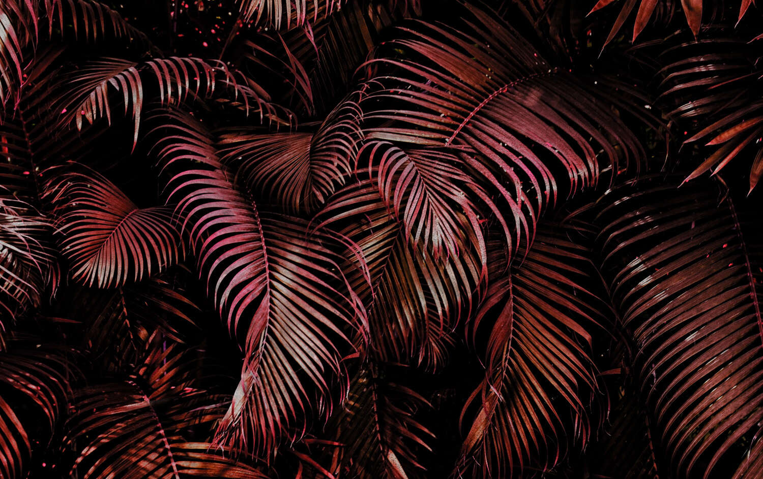 363081 - Fototapete - Pinke Palmenblätter mit 3D-Effekt magicwalls Papier peint 363081