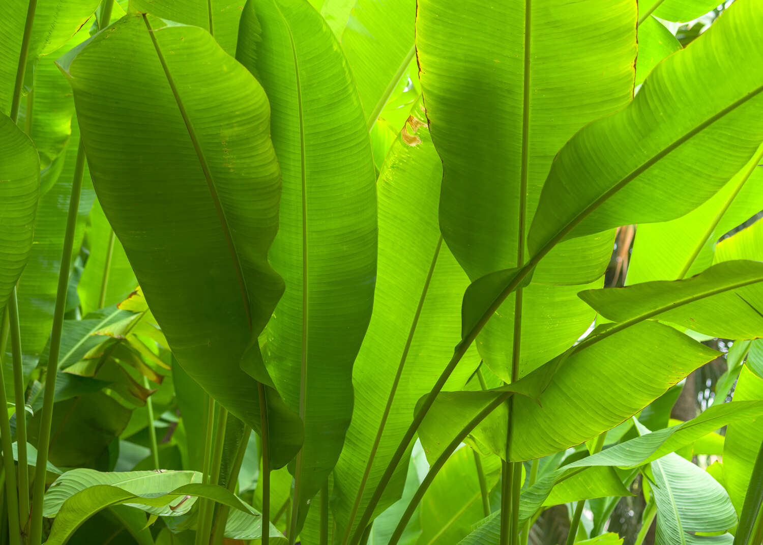 363807 - Fototapete - Diese Bananenblätter sind ganz nah Wall mural banana leaves green 363807