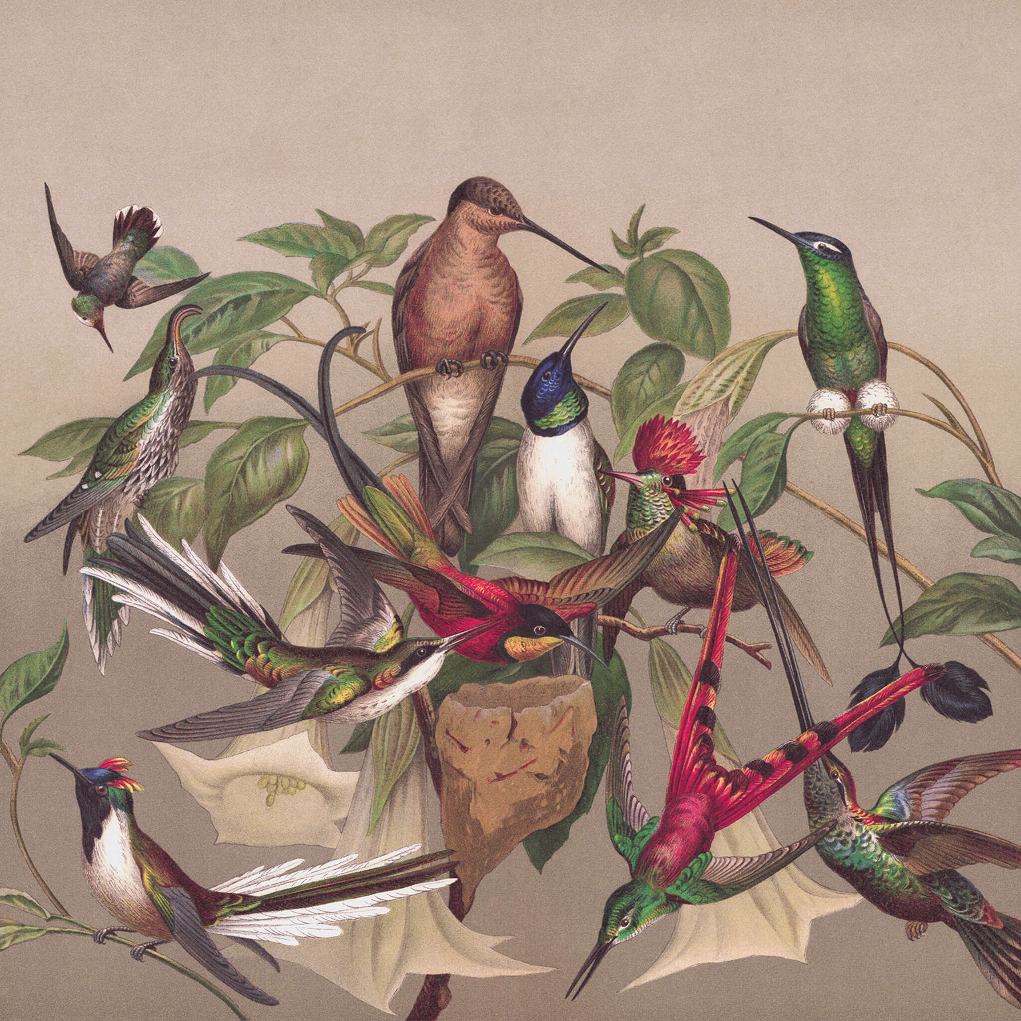 Curiosity Fototapete 543568