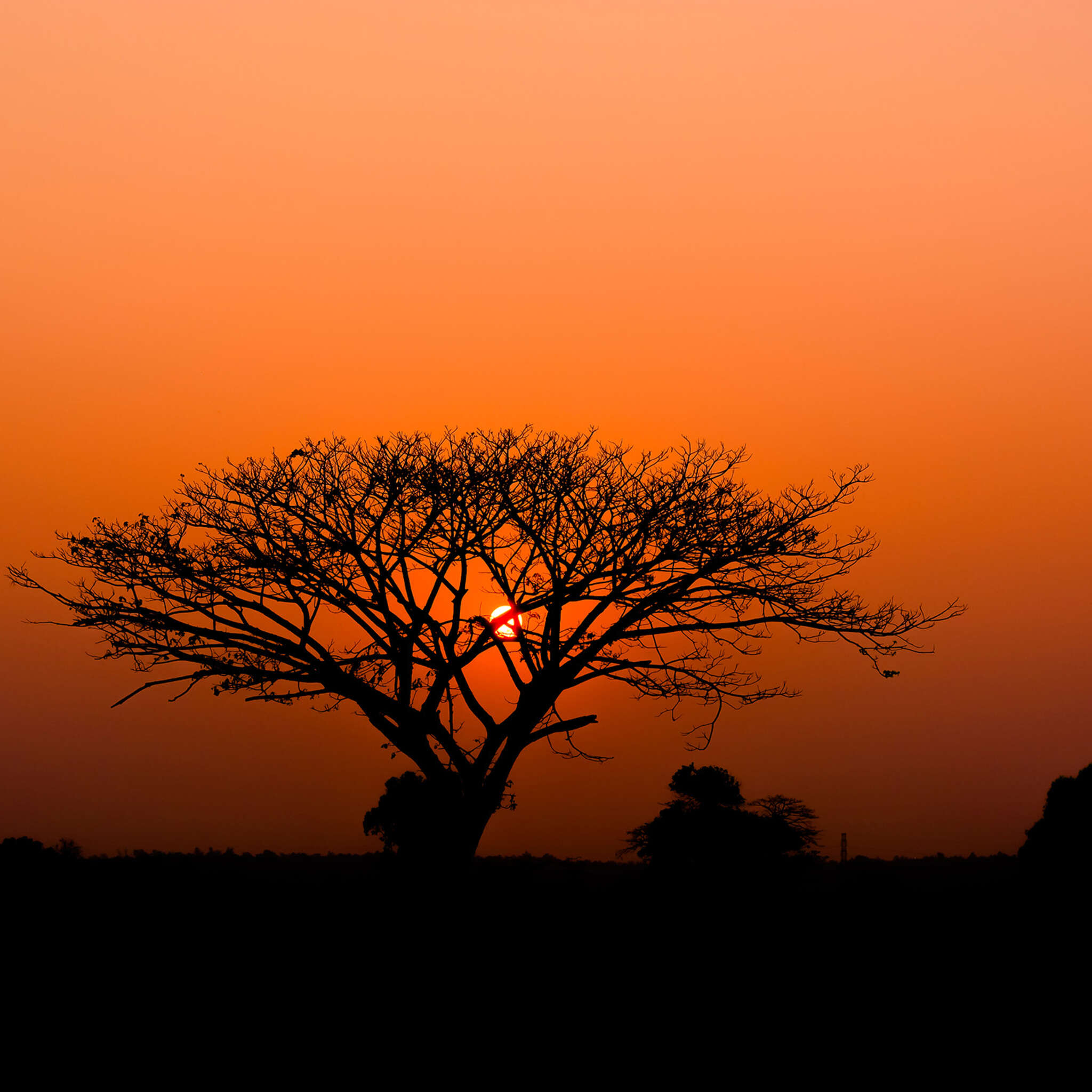 Fototapete African Queen III 363654