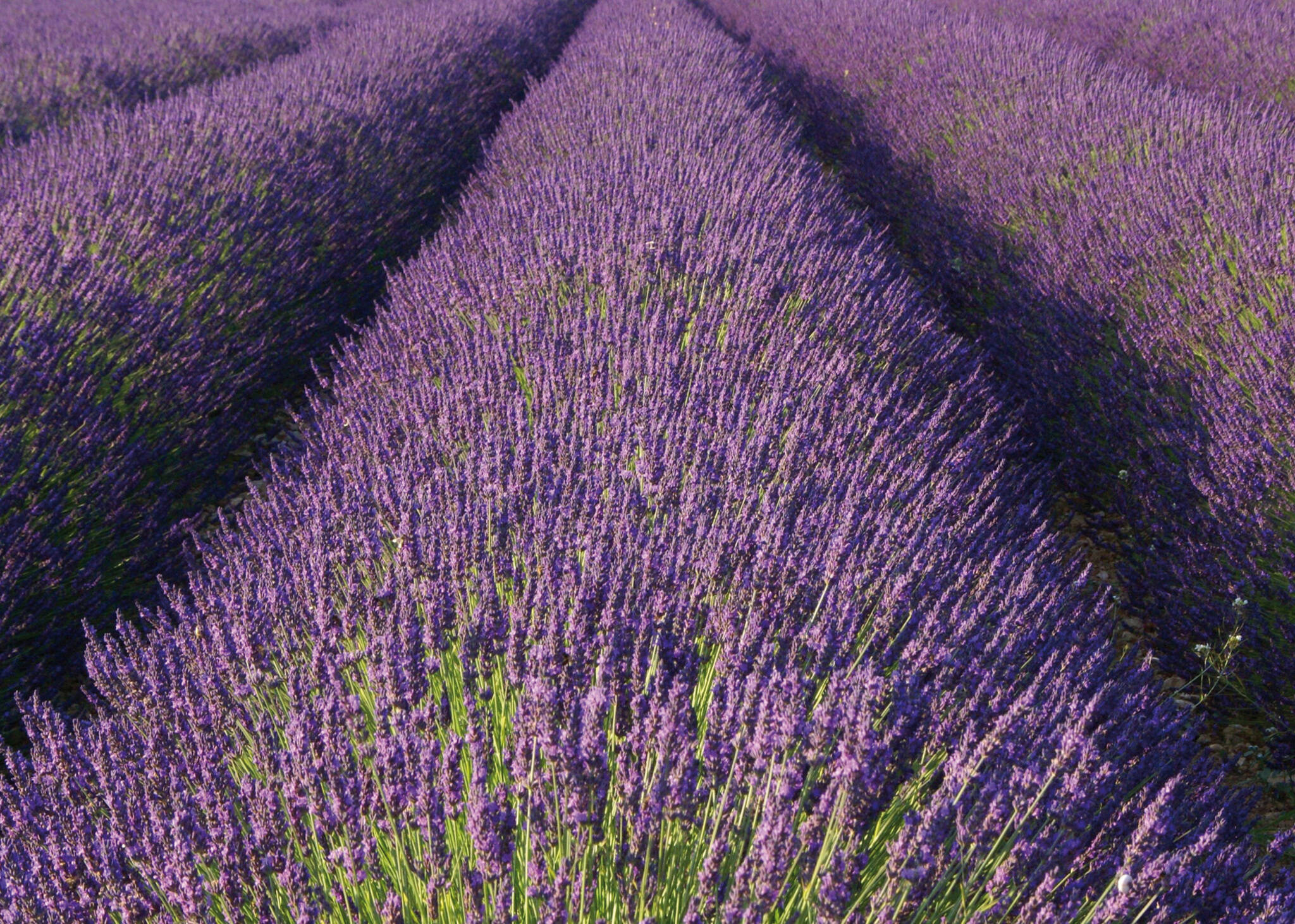10-890204 Artikelscan 2 Wall mural lavender in purple - magicwalls 890204