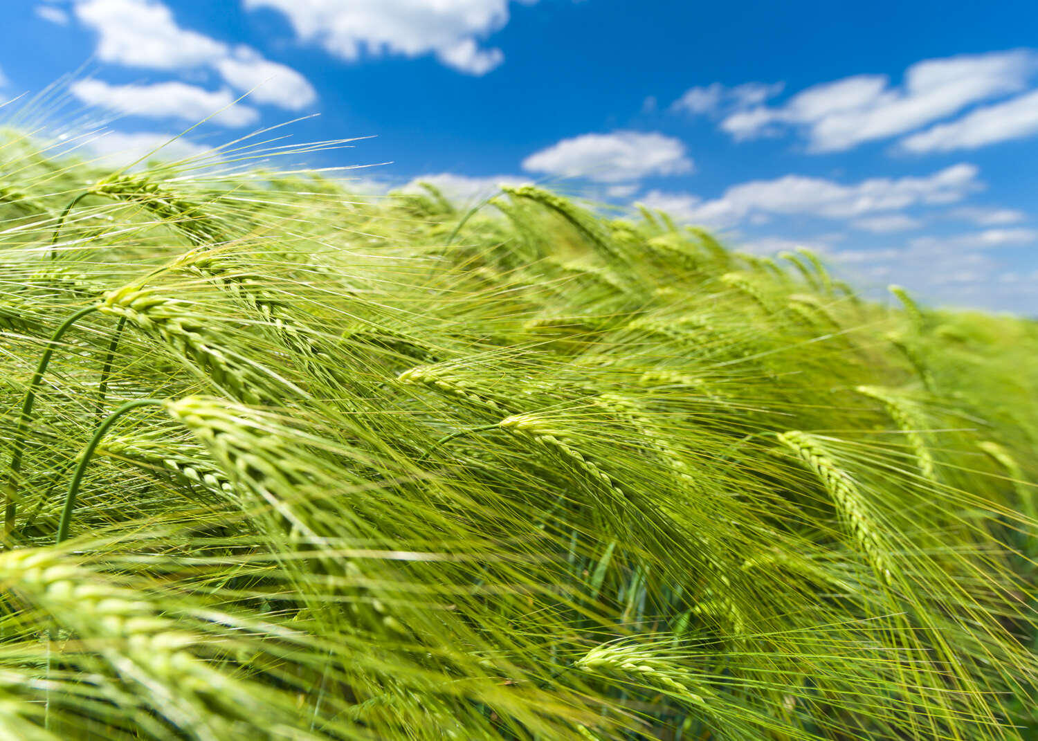 363746 - Fototapete - Grasgrüne Ähren leuchten mit weißblauem Himmel um die Wette magicwalls Fototapete 363746