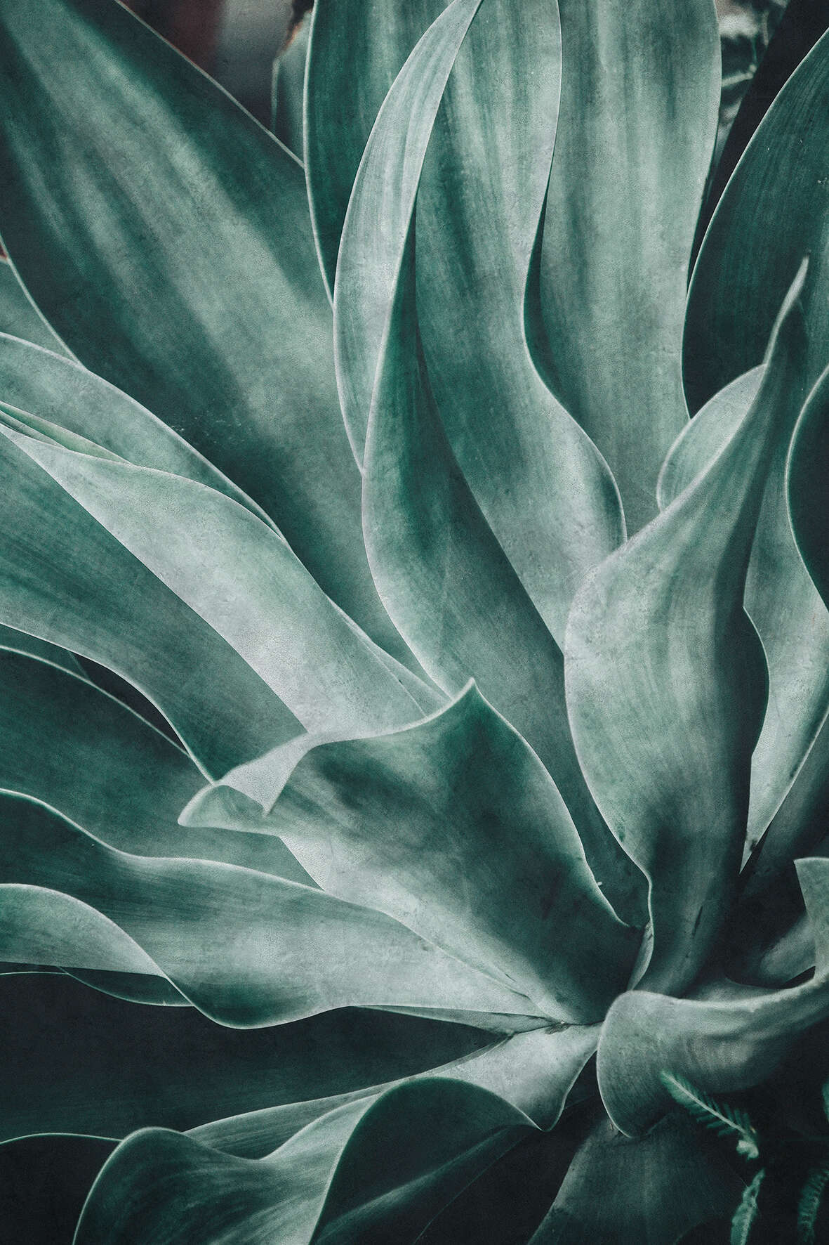 10-425796 Artikelscan 1 Wall mural Agave | Brick Lane 425796