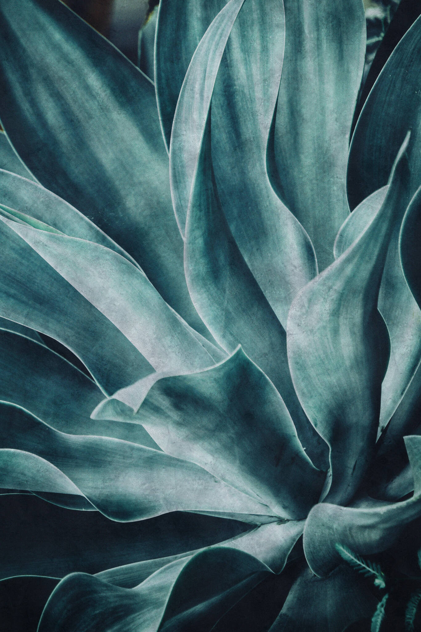 10-425796 Artikelscan 1 Wall mural Agave | Brick Lane 425796