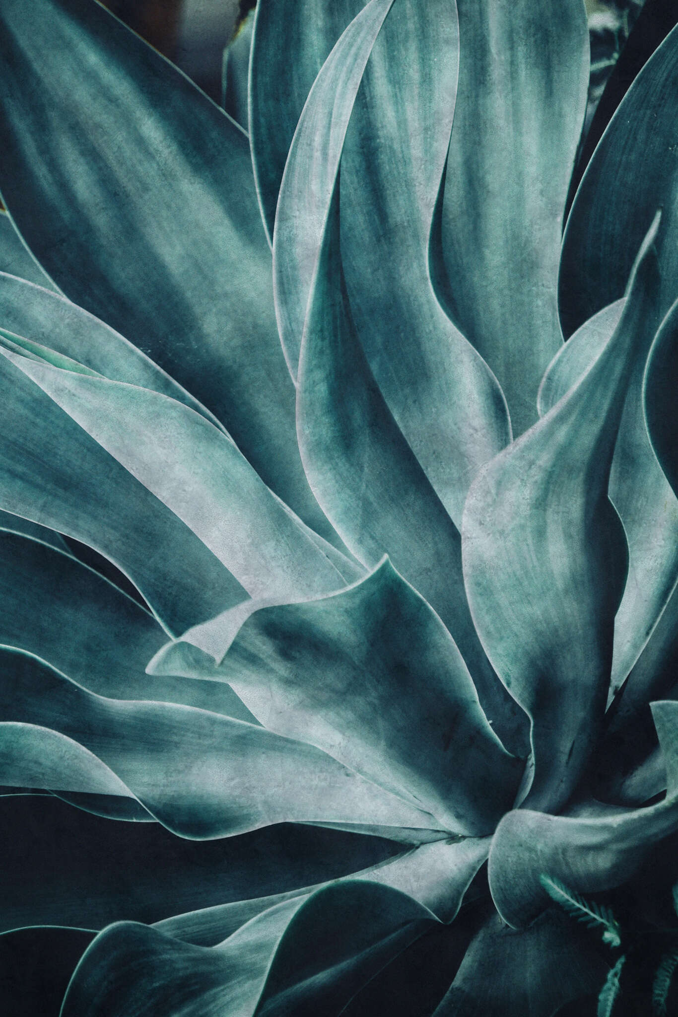 10-425796 Artikelscan 1 Papier peint Agave | Brick Lane 425796