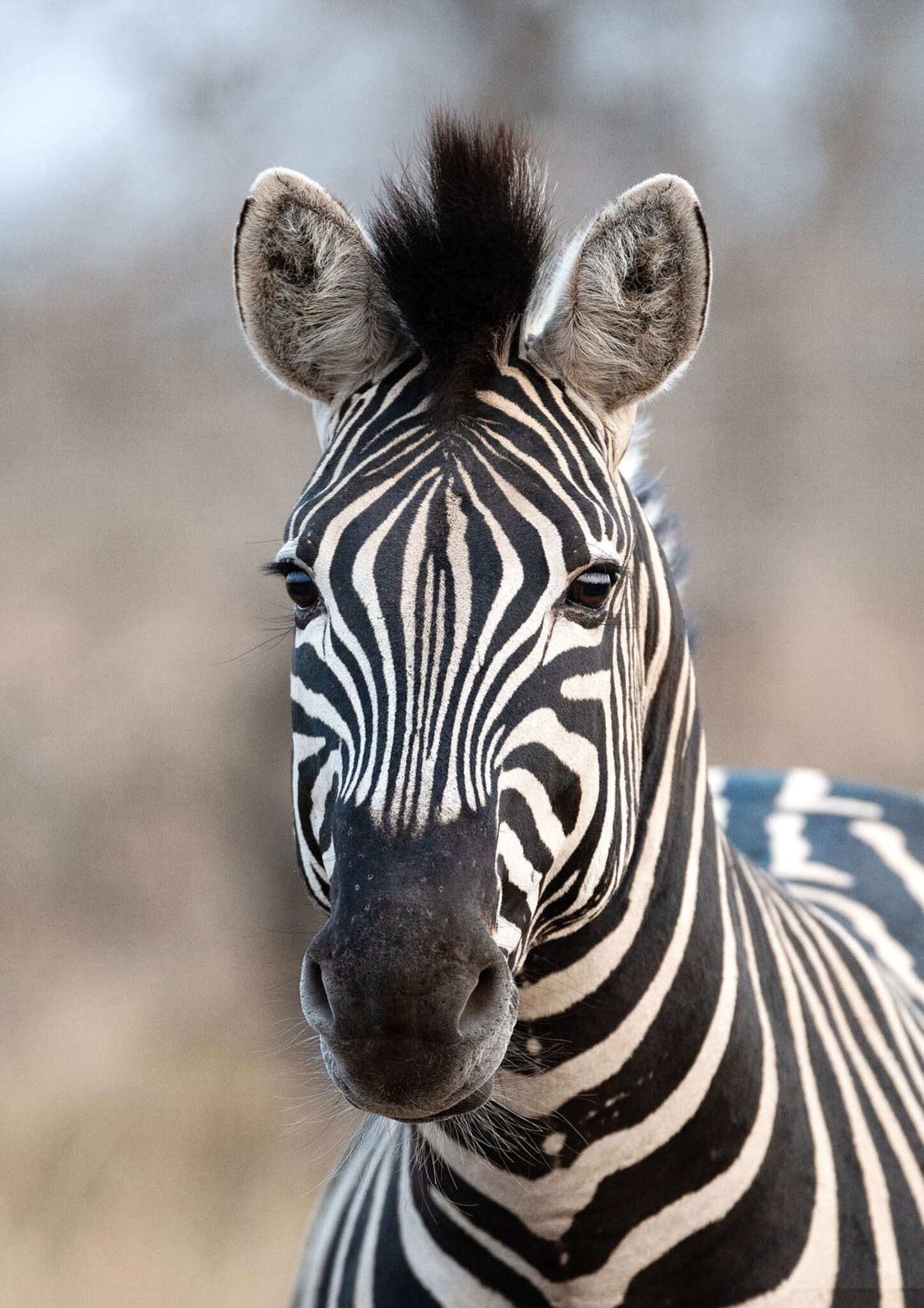 363623 - Fototapete - Porträitaufnahme eines Zebras Papier peint zèbre - African Queen III 363623