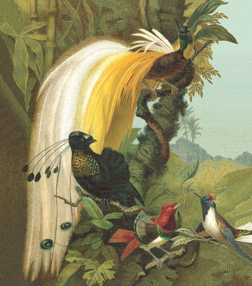 10-543780 Produktabbildung (ohne Scans) 1 Curiosity wall mural 543780