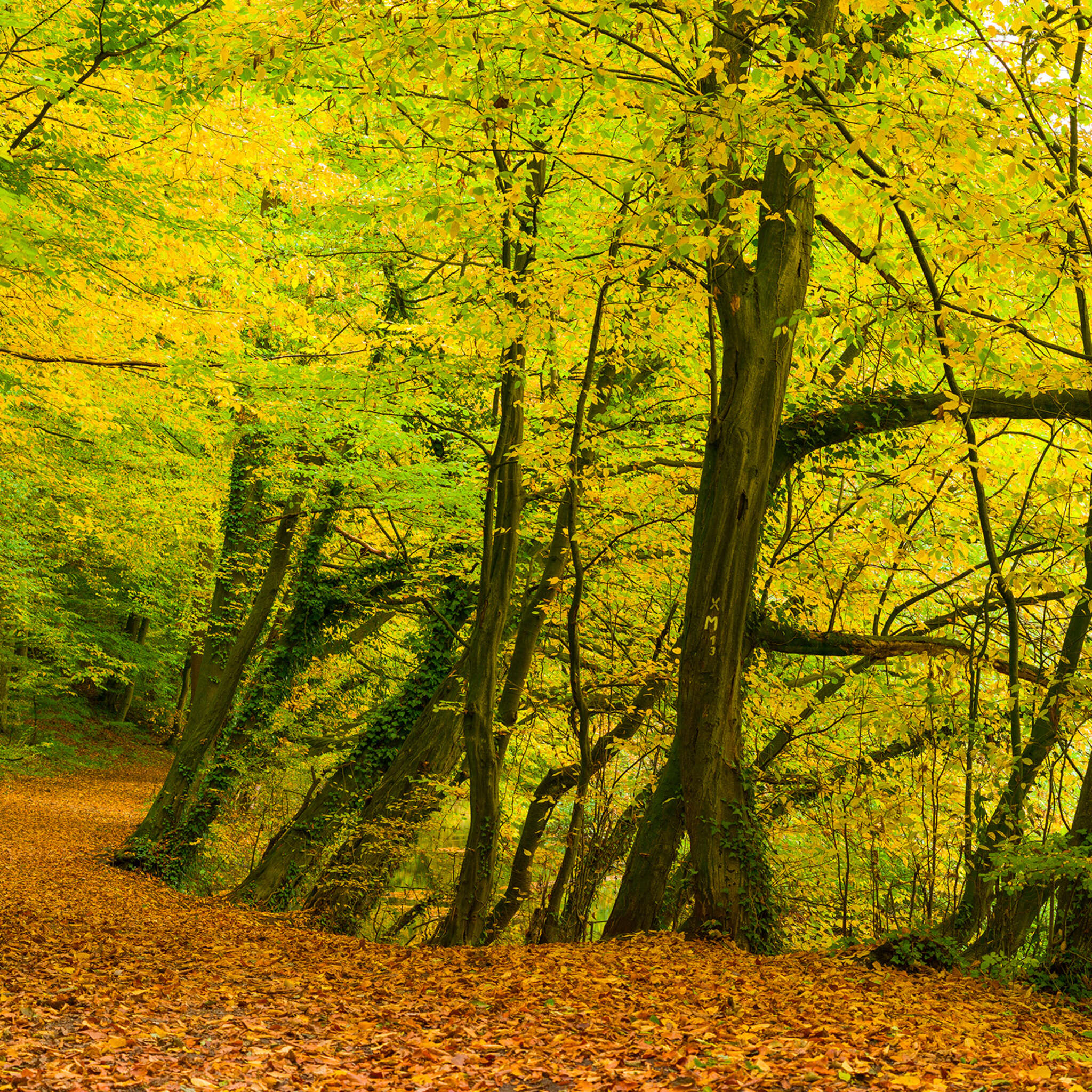 Fototapete Wald 363753 magicwalls Fototapete Wald 363753