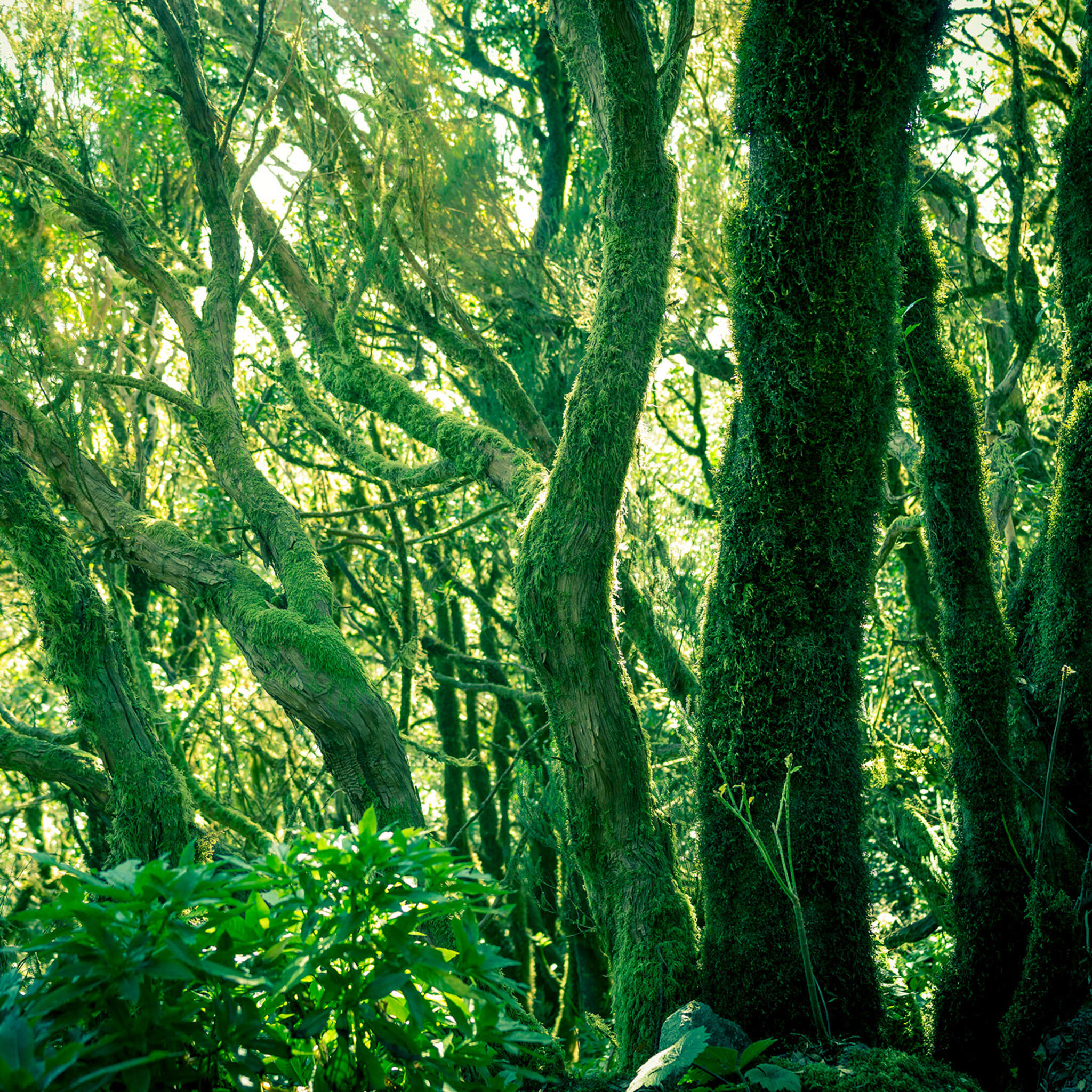 10-363258 D2C Vorschaubild 1 Fototapete mitten im Wald - magicwalls 363258