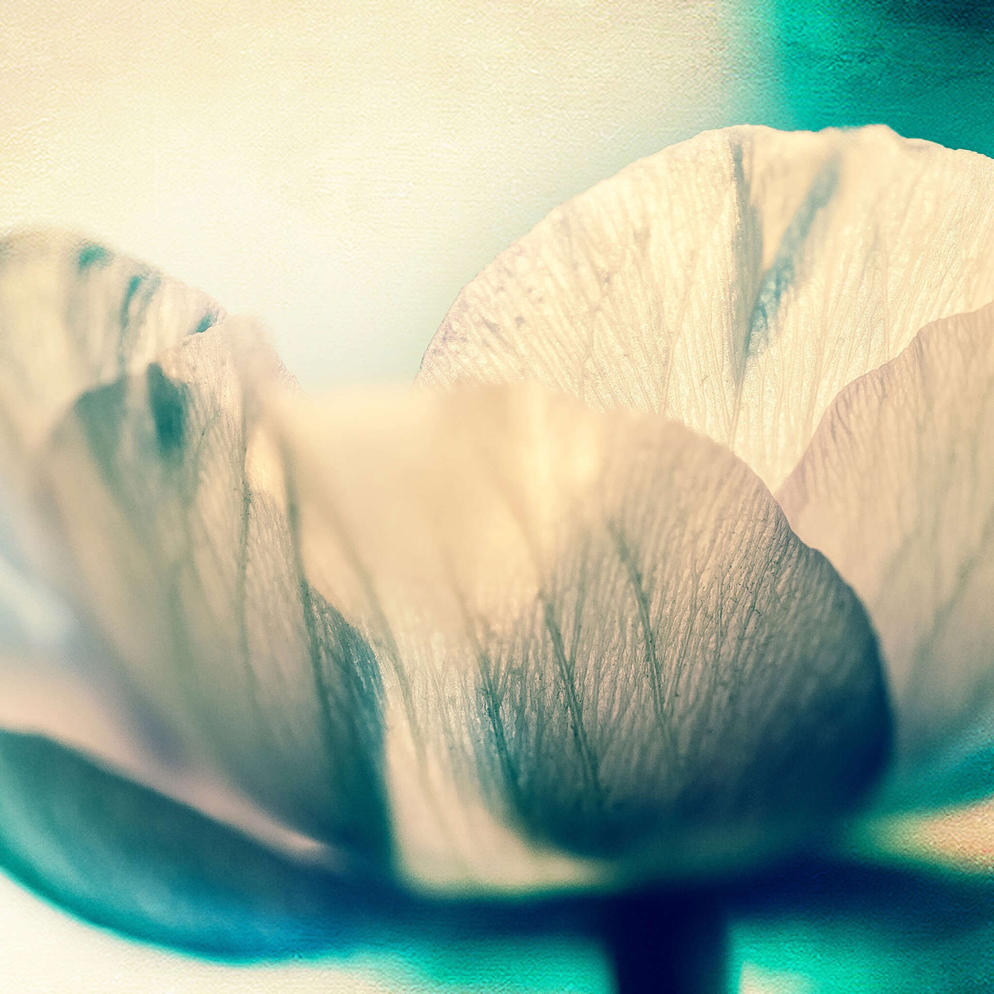 magicwalls photo wallpaper 363340