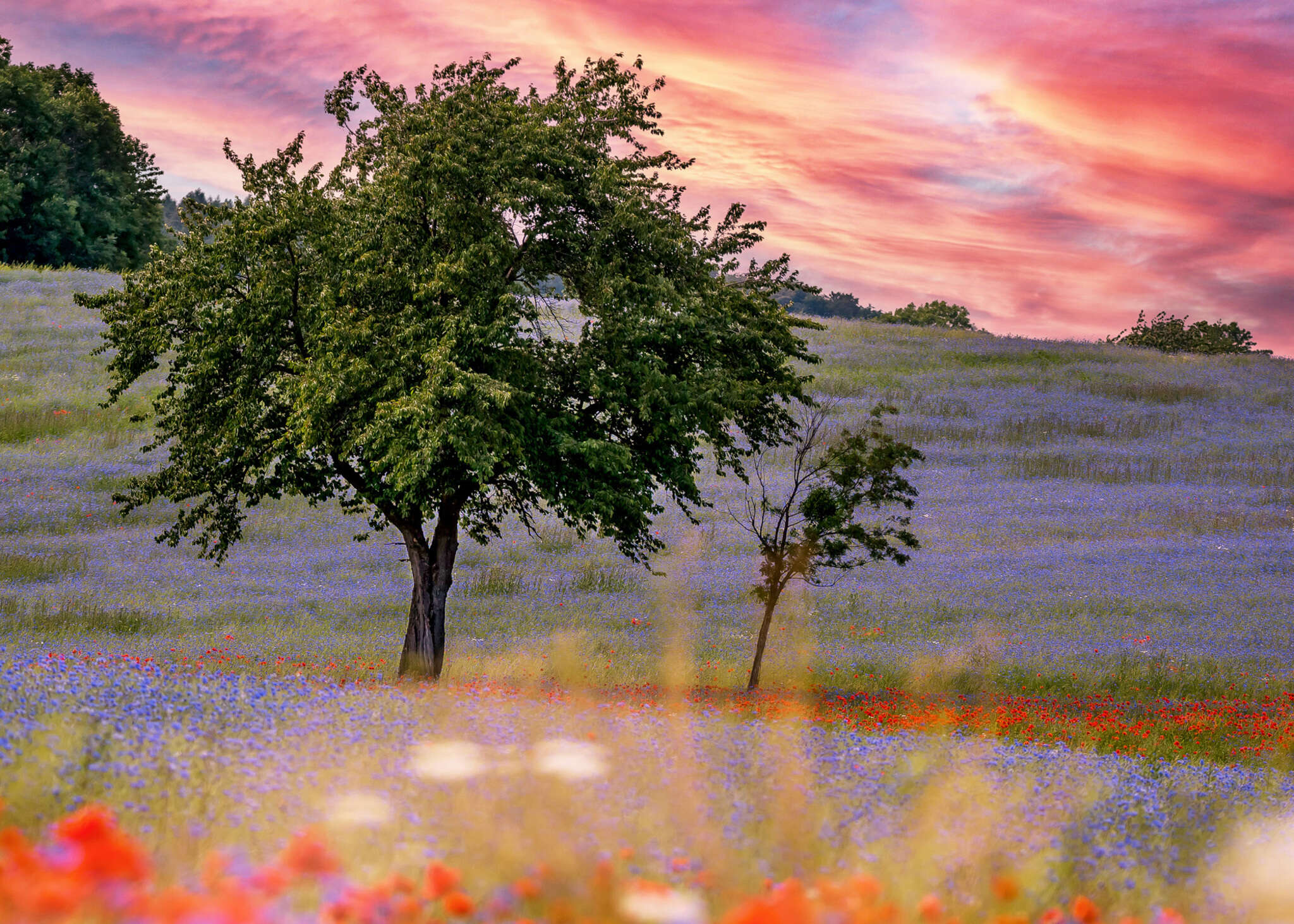10-363425 Artikelscan 1 magicwalls photo wallpaper 363425