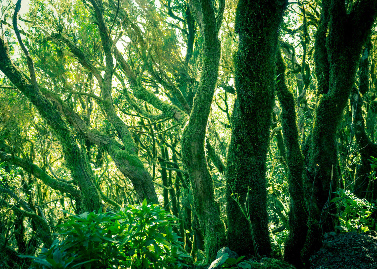 363258 - Fototapete - Sattgrüner Blick in den Wald magicwalls photo wallpaper green forest 363258