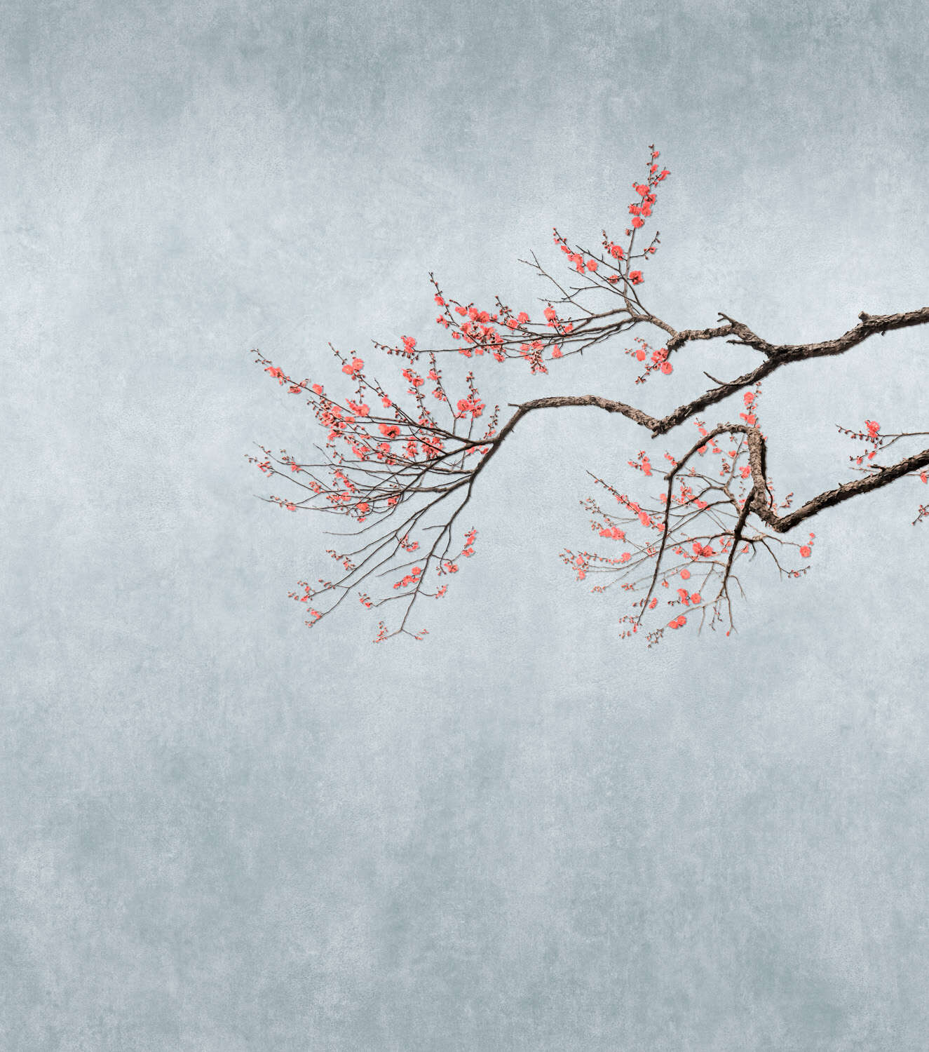 362800 - Wandbild - Kirschblüten-Zweig auf blau-grauem Hintergrund magicwalls photo wallpaper 362800