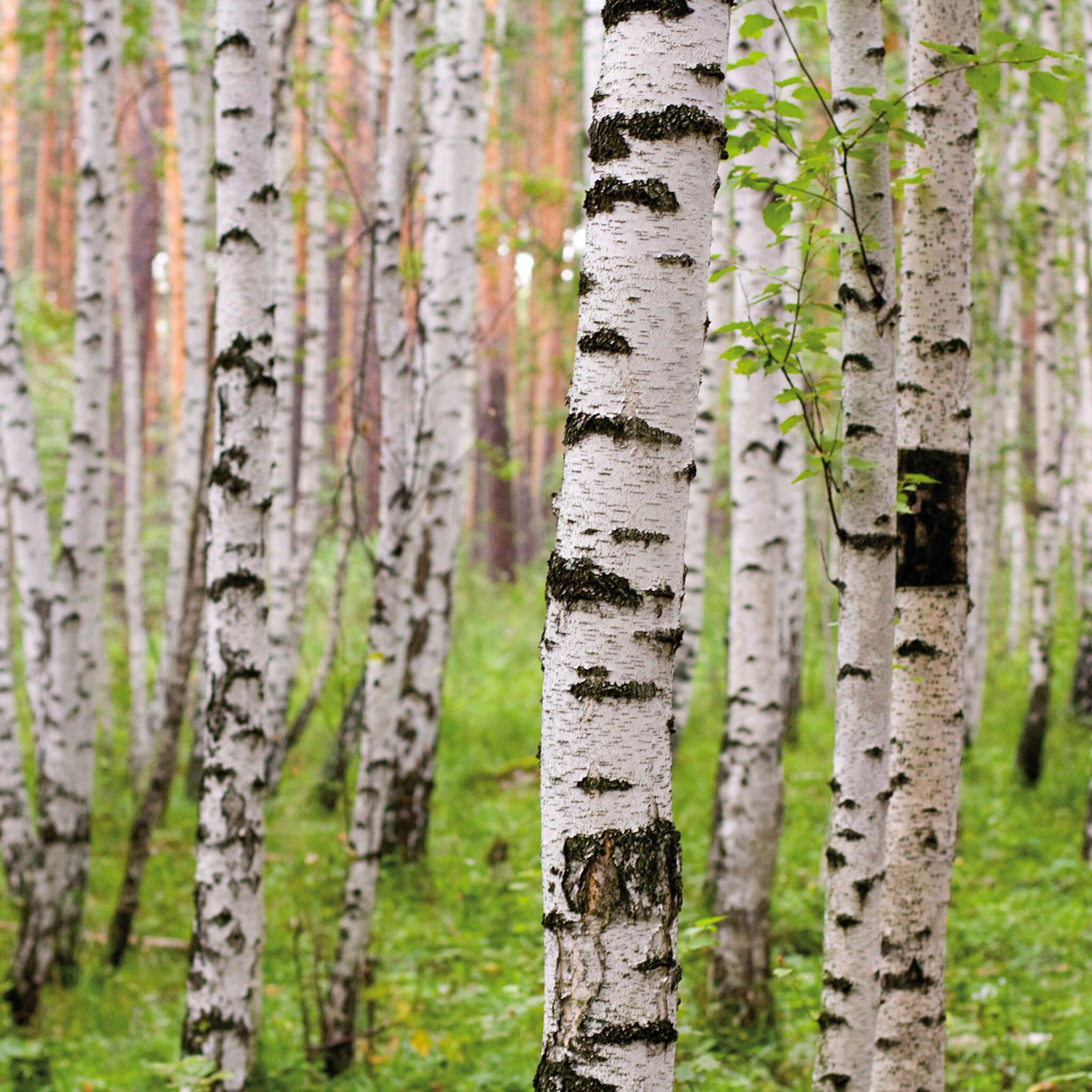 Non-woven wallpaper birch forest in green 848359