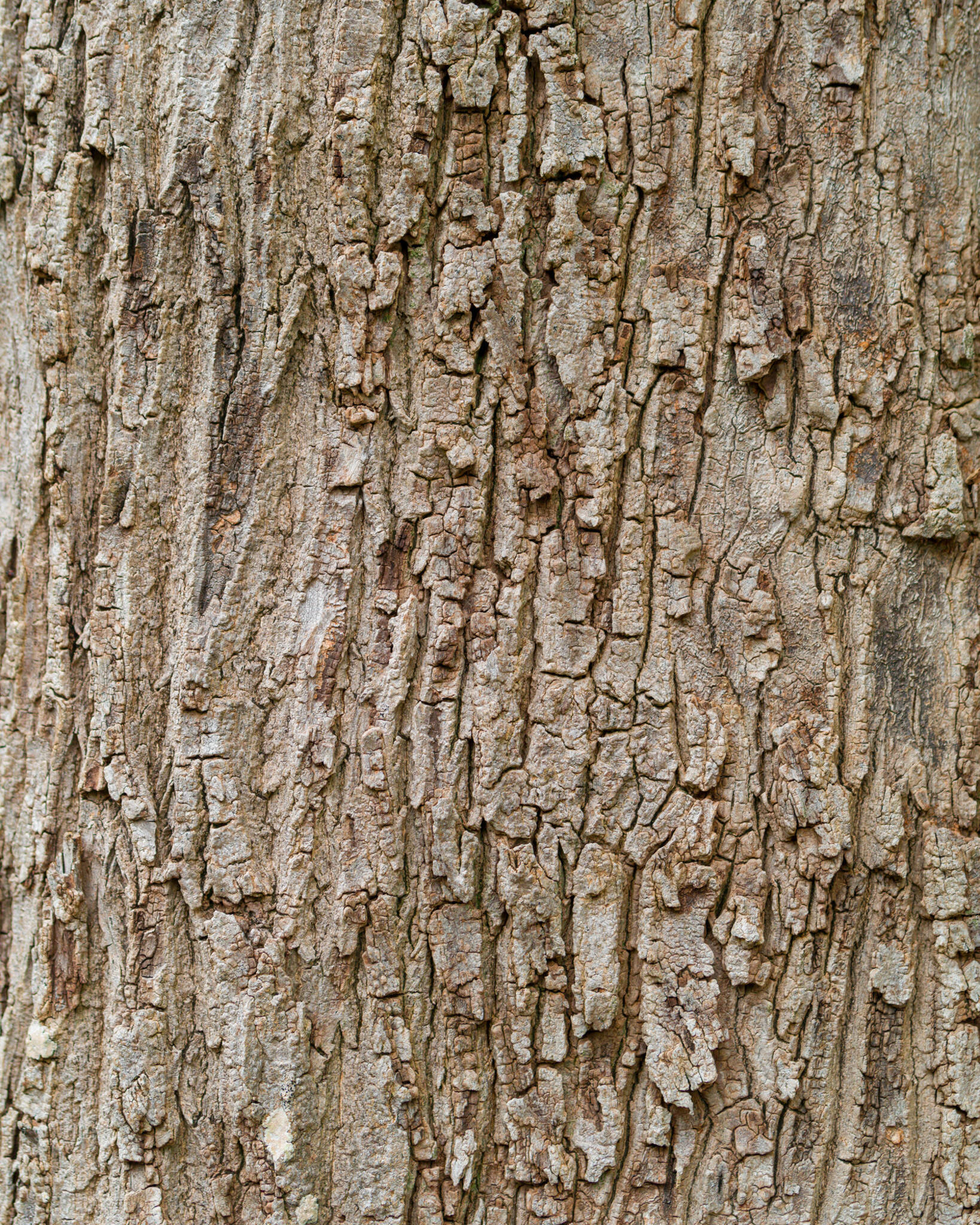 10-363777 Artikelscan 1 magicwalls photo wallpaper wood look 363777