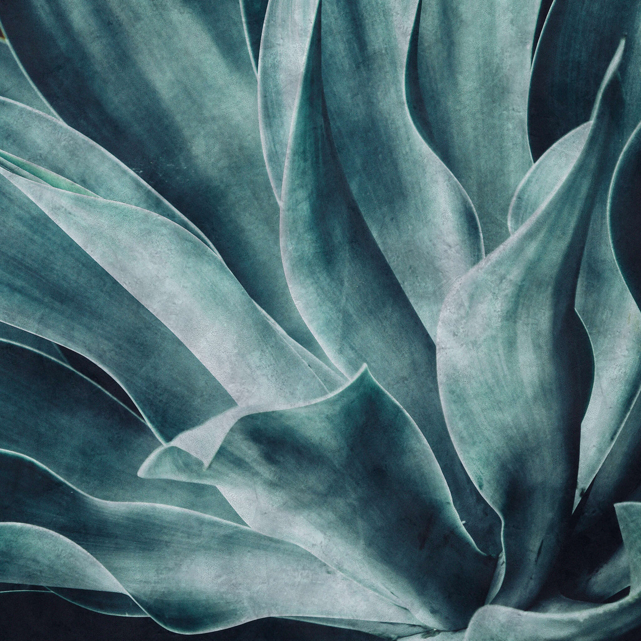 Wall mural Agave | Brick Lane 425796