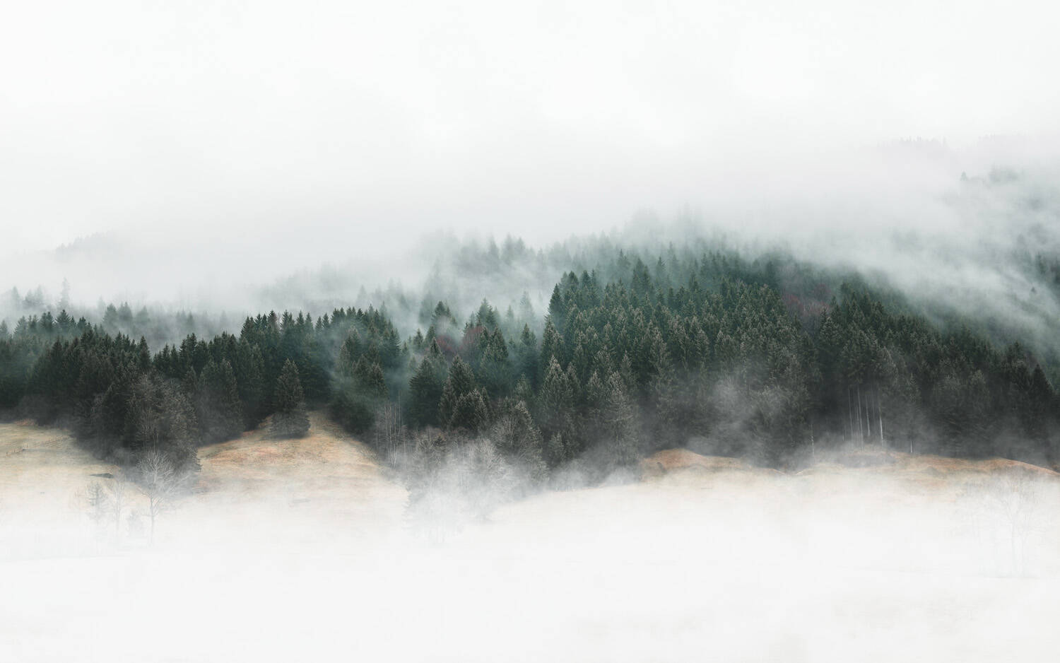 Fototapete - Tannenwald im Nebel aus Vogelperspektive