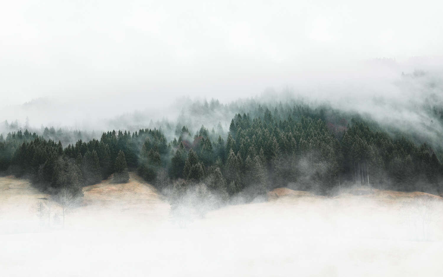 360059 - Fototapete - Tannenwald im Nebel# Fototapete Wald und Nebel 360059