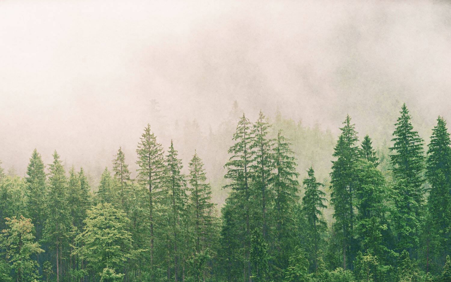 Fototapete Nebel im Wald 363210