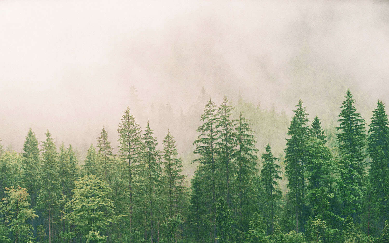 363210 - Fototapete - Tannenwald im Nebel Wall mural Fog in the forest 363210